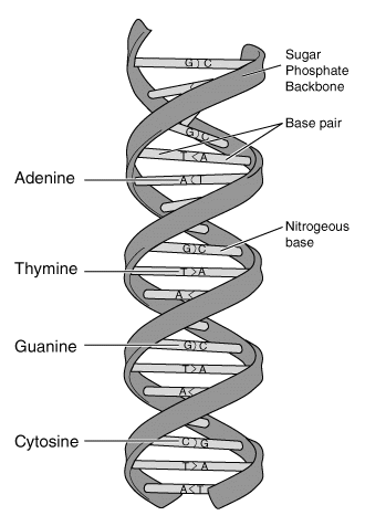 Animal DNA vs Plant DNA - Animal DNA