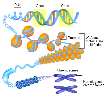 Chromosomes - Animal DNA